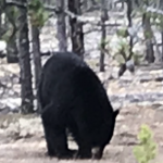 bear-hunting-saskatchewan-crl-2019-01-01