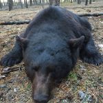 bear-hunting-saskatchewan-crl-2019-01-02