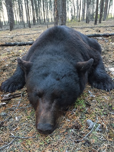 bear-hunting-saskatchewan-crl-2019-01-02