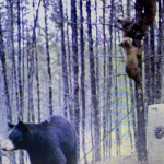 bear-hunting-saskatchewan-crl-2019-01-09