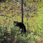bear-hunting-saskatchewan-crl-2019-01-12