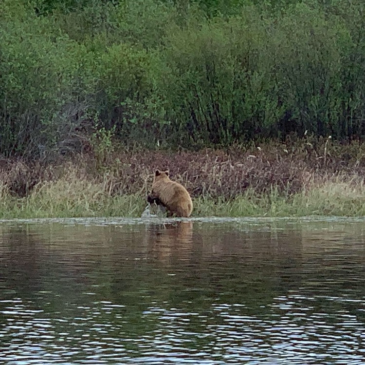 bear-hunting-saskatchewan-crl-2019-01-13