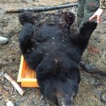 bear-hunting-saskatchewan-crl-2019-01-20