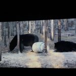 bear-hunting-saskatchewan-crl-2019-01-23