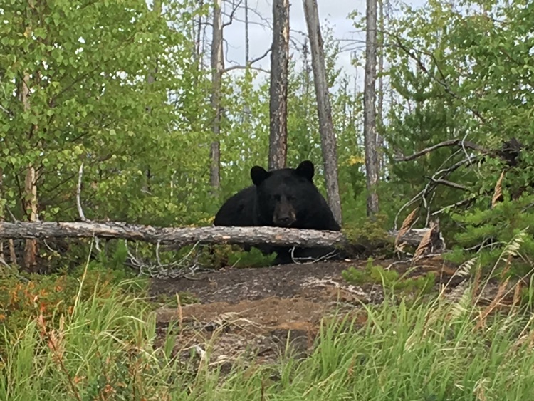 bear-hunting-saskatchewan-crl-2019-01-79