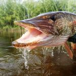 pike-fishing-saskatchewan-crl-2017-09