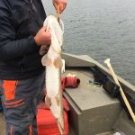 pike-fishing-saskatchewan-crl-2019-130