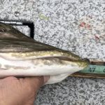pike-fishing-saskatchewan-crl-2019-171