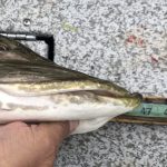 pike-fishing-saskatchewan-crl-2019-39