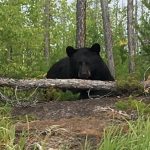 bear-hunting-saskatchewan-crl-2019-01-79