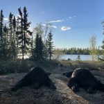 saskatchewan-black-bear-hunting-CRL-2022-015