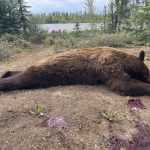 saskatchewan-black-bear-hunting-CRL-2022-028