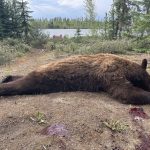 saskatchewan-black-bear-hunting-CRL-2022-029