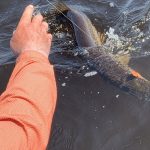 saskatchewan-northern-pike-fishing-CRL-2022-697