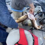 saskatchewan-northern-pike-fishing-CRL-2022-720
