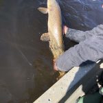 saskatchewan-northern-pike-fishing-CRL-2022-905