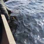 saskatchewan-northern-pike-fishing-CRL-2022-916