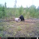sk-bear-hunting-crl-2023-001