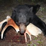 sk-bear-hunting-crl-2023-084