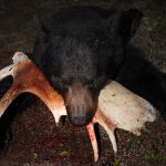 sk-bear-hunting-crl-2023-085