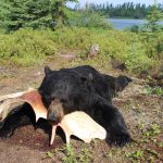 sk-bear-hunting-crl-2023-089