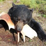 sk-bear-hunting-crl-2023-100