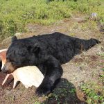 sk-bear-hunting-crl-2023-101