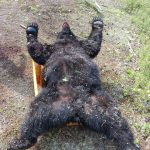 sk-bear-hunting-crl-2023-107
