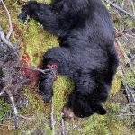 sk-bear-hunting-crl-2023-113