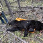 sk-bear-hunting-crl-2023-134