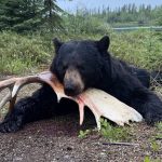 sk-bear-hunting-crl-2023-150
