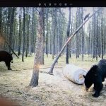 sk-bear-hunting-crl-2023-173
