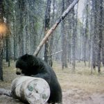 sk-bear-hunting-crl-2023-176