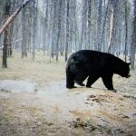 sk-bear-hunting-crl-2023-177