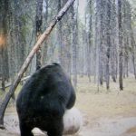 sk-bear-hunting-crl-2023-178