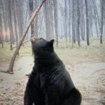 sk-bear-hunting-crl-2023-180