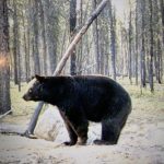sk-bear-hunting-crl-2023-181