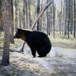 sk-bear-hunting-crl-2023-182