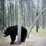 sk-bear-hunting-crl-2023-184