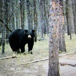 sk-bear-hunting-crl-2023-185