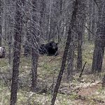 sk-bear-hunting-crl-2023-190