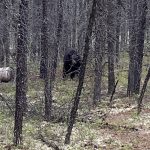 sk-bear-hunting-crl-2023-193