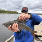 summer-2024-arctic-grayling-cree-river-lodge-003