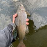 summer-2024-arctic-grayling-cree-river-lodge-007