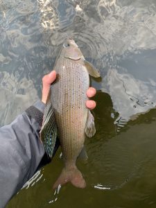 summer-2024-arctic-grayling-cree-river-lodge-007