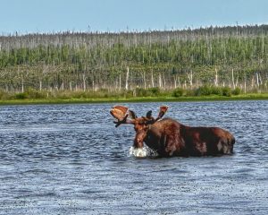 summer-2024-scenery-cree-river-lodge-019