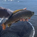 summer-2024-arctic-grayling-cree-river-lodge-011