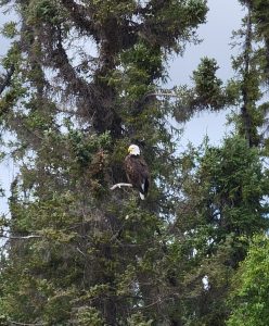 summer-2024-scenery-cree-river-lodge-009