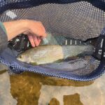 cree-river-lodge-grayling-fishing-2025-003