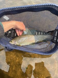 cree-river-lodge-grayling-fishing-2025-003